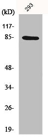 Western Blot analysis of 293 cells using IKKα Polyclonal Antibody