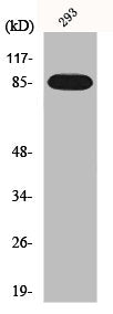 Western Blot analysis of 293 cells using IKKβ Polyclonal Antibody