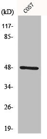 Western Blot analysis of COS7 cells using IKKγ Polyclonal Antibody