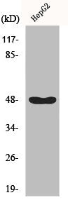 Western Blot analysis of HepG2 cells using IKKγ Polyclonal Antibody