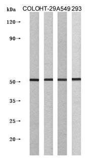 Western Blot analysis of COLO205 cells using IL-13Rα1 Polyclonal Antibody