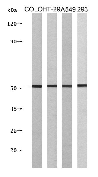 Western Blot analysis of COLO205 cells using IL-13Rα1 Polyclonal Antibody