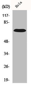 Western Blot analysis of HuvEc cells using IL-17RC Polyclonal Antibody