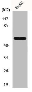 Western Blot analysis of LOVO cells using IL-20Rα Polyclonal Antibody