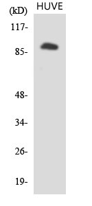 Western Blot analysis of 293 cells using IL-4Rα Polyclonal Antibody