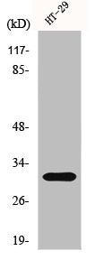 Western Blot analysis of HuvEc cells using IL-5 Polyclonal Antibody