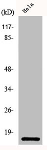 Western Blot analysis of HeLa cells using IL-8 Polyclonal Antibody