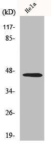 Western Blot analysis of A549 cells using Inhibin β-B Polyclonal Antibody