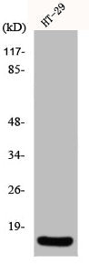 Western Blot analysis of HT29 cells using INSL4 Polyclonal Antibody