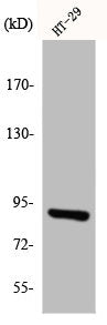 Western Blot analysis of HT29 cells using InsP 3-kinase C Polyclonal Antibody