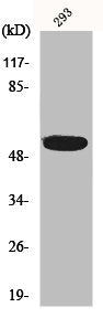 Western Blot analysis of 293 cells using InsP6 Kinase 3 Polyclonal Antibody