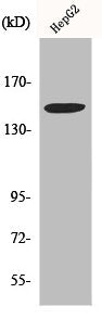 Western Blot analysis of HepG2 cells using Integrin α3 Polyclonal Antibody