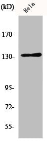 Western Blot analysis of HeLa cells using Integrin αV Polyclonal Antibody
