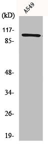 Western Blot analysis of A549 cells using Integrin β3 Polyclonal Antibody