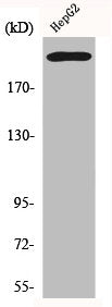 Western Blot analysis of HepG2 cells using Integrin β4 Polyclonal Antibody