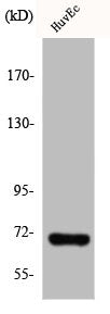 Western Blot analysis of HuvEc cells using Involucrin Polyclonal Antibody