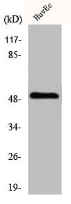 Western Blot analysis of HuvEc cells using IP3KA Polyclonal Antibody