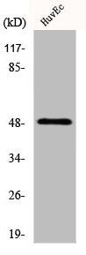 Western Blot analysis of Jurkat cells using IP6K2 Polyclonal Antibody