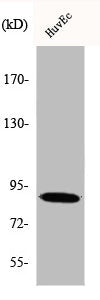 Western Blot analysis of HeLa cells using iPLA2γ Polyclonal Antibody