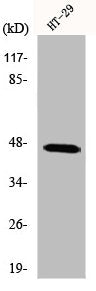 Western Blot analysis of COS7 cells using IPMK Polyclonal Antibody