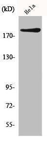 Western Blot analysis of HeLa cells using IQGAP1 Polyclonal Antibody