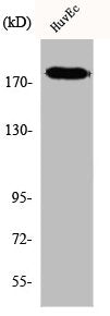 Western Blot analysis of HuvEc cells using IQGAP3 Polyclonal Antibody