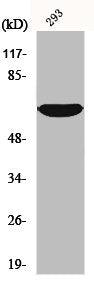 Western Blot analysis of 293 cells using IRAK-2 Polyclonal Antibody