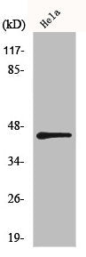 Western Blot analysis of HeLa cells using IRF-3 Polyclonal Antibody