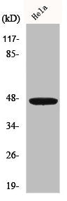 Western Blot analysis of Hela cells using IRF-4 Polyclonal Antibody