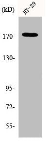 Western Blot analysis of HT29 cells using IRS-1 Polyclonal Antibody