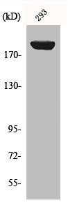Western Blot analysis of 293 cells using IRS-1 Polyclonal Antibody
