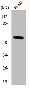Western Blot analysis of HepG2 cells using IRTKS Polyclonal Antibody