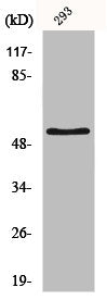 Western Blot analysis of HepG2 cells using IRX2 Polyclonal Antibody