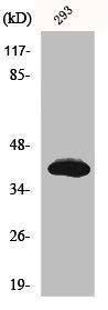 Western Blot analysis of 293 cells using Islet-2 Polyclonal Antibody