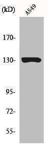 Western Blot analysis of A549 cells using JAK1 Polyclonal Antibody