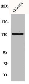 Western Blot analysis of COLO205 cells using JMY Polyclonal Antibody