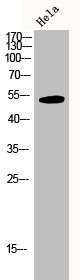 Western Blot analysis of hela cells using JNK1/2/3 Polyclonal Antibody