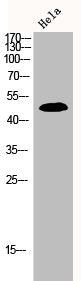 Western Blot analysis of hela cells using JNK1/2/3 Polyclonal Antibody