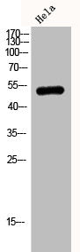 Western Blot analysis of HELA cells using JNK3 Polyclonal Antibody