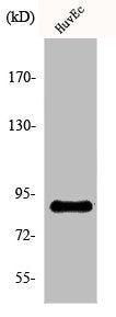Western Blot analysis of HuvEc cells using Kanadaptin Polyclonal Antibody