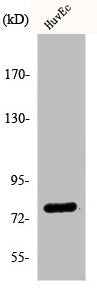 Western Blot analysis of HuvEc cells using KCNQ4 Polyclonal Antibody