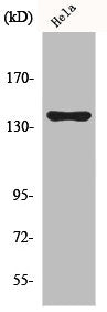 Western Blot analysis of COLO205 cells using KIF4A Polyclonal Antibody