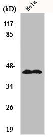 Western Blot analysis of NIH-3T3 cells using KIR6.2 Polyclonal Antibody