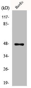 Western Blot analysis of COLO205 cells using KMT1B Polyclonal Antibody