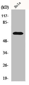 Western Blot analysis of HeLa cells using KOX11 Polyclonal Antibody