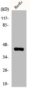 Western Blot analysis of HuvEc cells using KOX17 Polyclonal Antibody