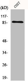 Western Blot analysis of COS7 cells using Ku-80 Polyclonal Antibody