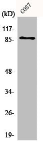 Western Blot analysis of COS7 cells using Ku-80 Polyclonal Antibody