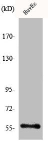 Western Blot analysis of HeLa cells using KV1.1 Polyclonal Antibody