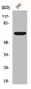 Western Blot analysis of 293 cells using Kv1.3 Polyclonal Antibody